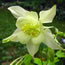 Aquilegia caerulea Origami Yellow